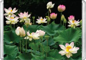 Lotus Flowers MiniPix® Puzzle Flower & Garden Miniature Puzzle By Pigment & Hue