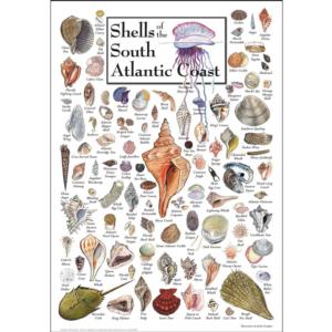 Shells of the South Atlantic Coast Sea Life Jigsaw Puzzle By Heritage Puzzles