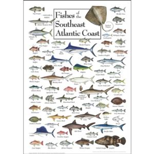 Fish of the South Atlantic Coast Fish Jigsaw Puzzle By Heritage Puzzles