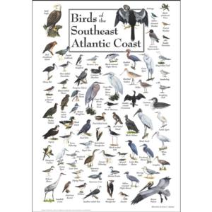 Birds of the South Atlantic Coast Birds Jigsaw Puzzle By Heritage Puzzles