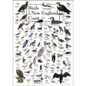 Birds of the New England Coast Birds Jigsaw Puzzle By Heritage Puzzles