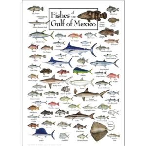 Fishes of the Gulf of Mexico Fish Jigsaw Puzzle By Heritage Puzzles