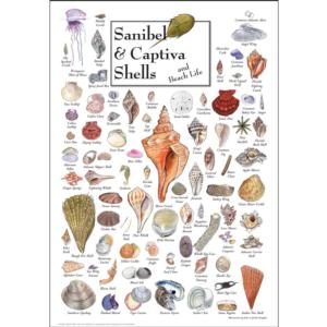 Shells of Sanibel & Captiva Sea Life Jigsaw Puzzle By Heritage Puzzles