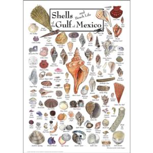 Shells of the Gulf of Mexico Sea Life Jigsaw Puzzle By Heritage Puzzles