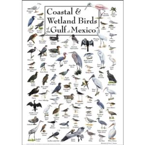 Birds of the Gulf of Mexico Birds Jigsaw Puzzle By Heritage Puzzles