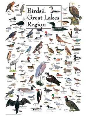 Birds of the Great Lakes
