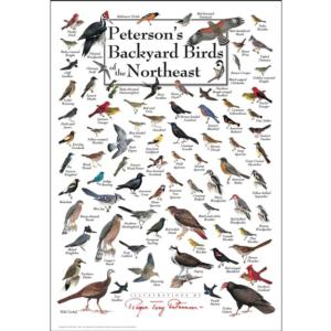 Peterson's Backyard Birds of the Northeast Birds Jigsaw Puzzle By Heritage Puzzles