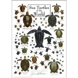 Sea Turtles of the World Reptile & Amphibian Jigsaw Puzzle By Heritage Puzzles