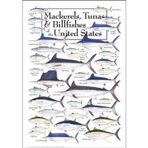 Mackerels, Tunas & Billfishes of the US