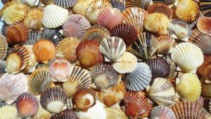 Bay Scallop Beauties Beach & Ocean Jigsaw Puzzle By Heritage Puzzles