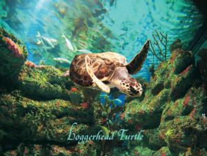 Loggerhead Turtle Reptile & Amphibian Jigsaw Puzzle By Heritage Puzzles