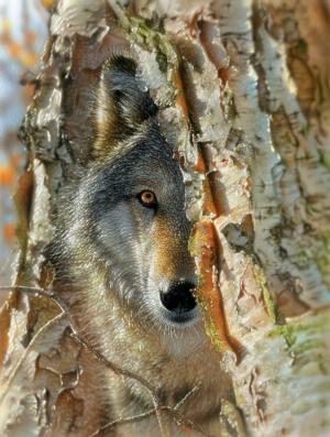 Wolf Encounter - Scratch and Dent Wolf Jigsaw Puzzle By SunsOut