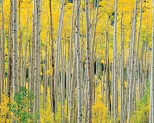 Aspens, Aspens, Aspens Forest Jigsaw Puzzle By Hart Puzzles