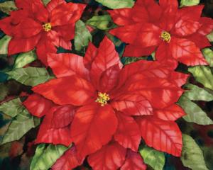 Poinsettia Christmas Jigsaw Puzzle By Hart Puzzles