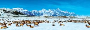 Elk Refuge National Parks Panoramic Puzzle By MasterPieces