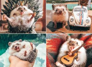 Herbee the Hedgehog Photography Jigsaw Puzzle By Willow Creek Press