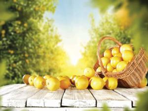 Lemon Food and Drink Jigsaw Puzzle By Karmin International