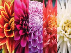 Autumn Flowers Dahlias Flower & Garden Jigsaw Puzzle By Karmin International