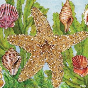 Starfish Kelp Seascape / Coastal Living Jigsaw Puzzle By Wellspring