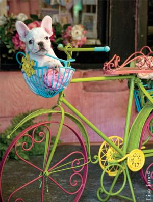 Bike Basket Bulldog