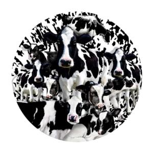 Herd of Cows Farm Animal Round Jigsaw Puzzle By SunsOut