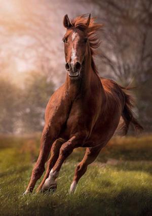 The Horse Horses Jigsaw Puzzle By Clementoni