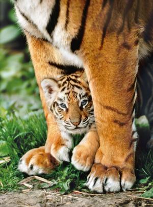 Bengal Tiger Cub Between its Mother's Legs
