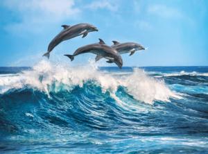 Dolphins Dolphins Jigsaw Puzzle By Clementoni