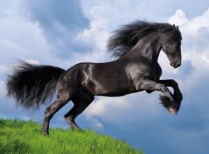 Fresian Black Horse