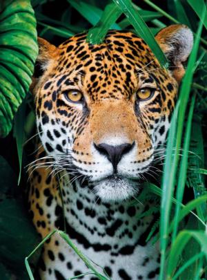 Jaguar in the Jungle Big Cats Jigsaw Puzzle By Clementoni