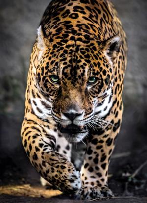 Walk of the Jaguar Big Cats Jigsaw Puzzle By Clementoni