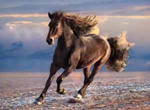 Free Horse Horses Jigsaw Puzzle By Clementoni
