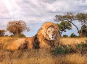 The King Lions Jigsaw Puzzle By Clementoni