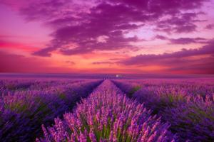 Lavender Field Flowers Jigsaw Puzzle By Clementoni
