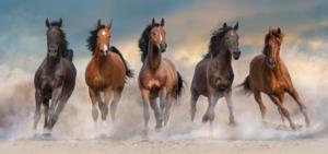 Horses Horse Panoramic Puzzle By Clementoni