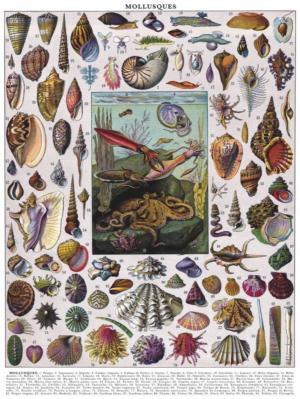 Mollusks Collage Impossible Puzzle By New York Puzzle Co