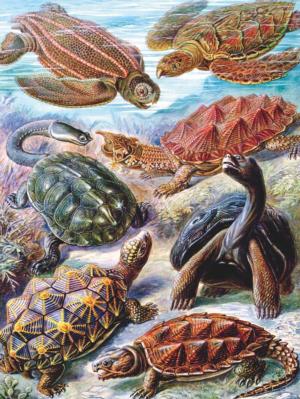 Turtles Reptile & Amphibian Jigsaw Puzzle By New York Puzzle Co