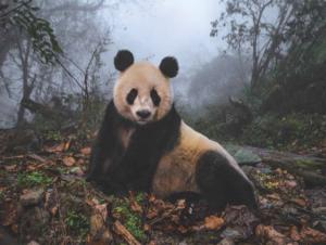 Giant Panda Photography Jigsaw Puzzle By New York Puzzle Co
