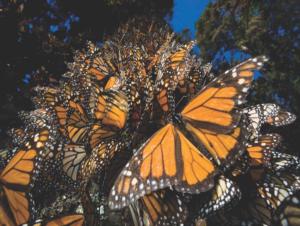 Monarch Butterflies Photography Jigsaw Puzzle By New York Puzzle Co