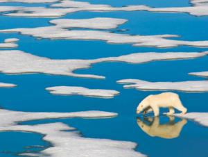 Polar Bear on Ice Photography Jigsaw Puzzle By New York Puzzle Co