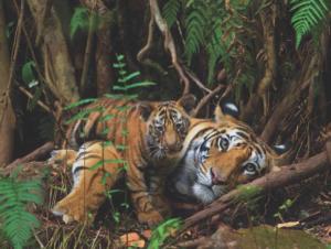 Mother Tiger and Cub Tigers Jigsaw Puzzle By New York Puzzle Co