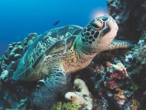 Green Sea Turtle Photography Jigsaw Puzzle By New York Puzzle Co