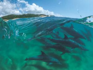 Bottlenose Dolphins Dolphin Jigsaw Puzzle By New York Puzzle Co