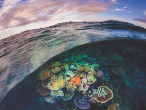 Great Barrier Reef Australia Jigsaw Puzzle By New York Puzzle Co