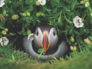 Puffin Chick Photography Jigsaw Puzzle By New York Puzzle Co