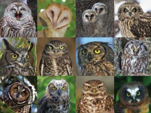 Owls and Owlets Collage Jigsaw Puzzle By New York Puzzle Co