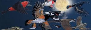 Nocturnal Migration Birds Panoramic Puzzle By New York Puzzle Co