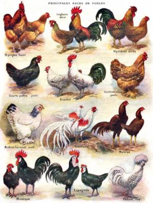 Poules Poultry Chickens & Roosters Jigsaw Puzzle By New York Puzzle Co