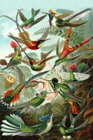 Ernst Haeckel, Trochilidae Birds Jigsaw Puzzle By Lantern Press