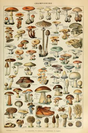Mushrooms Collage Jigsaw Puzzle By Lantern Press